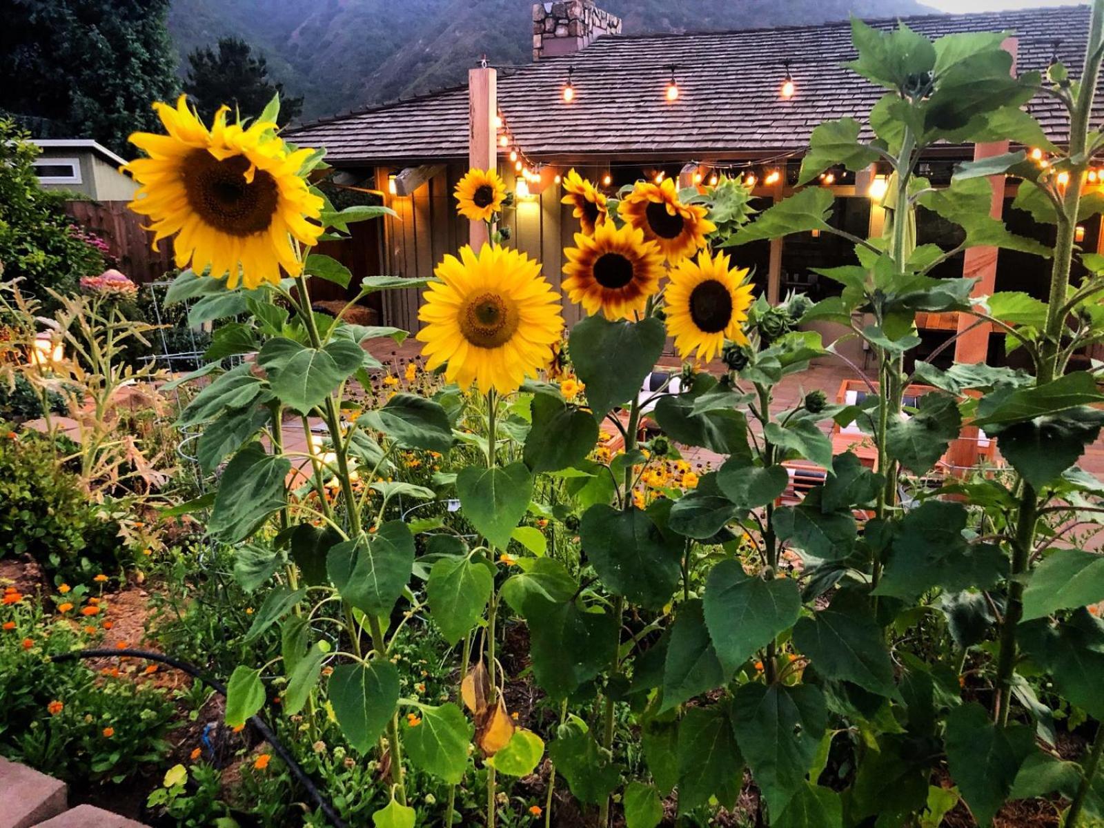 Carmel Valley Lodge Eksteriør billede